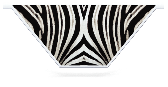 Opvulling hindernissen > V-vorm hanghek > Zebra Huid
